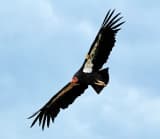 California Condor (Gymnogyps californianus)