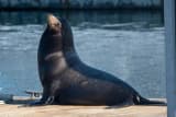 California Sea Lion (Zalophus californianus)