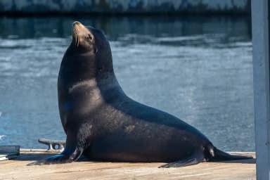 California Sea Lion (Zalophus californianus)