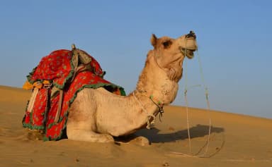 Camel (Camelus)
