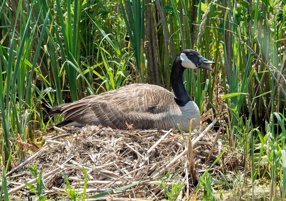 Canada Goose (Branta canadensis)