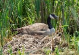 Canada Goose (Branta canadensis)