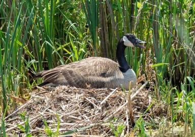 Canada Goose (Branta canadensis)