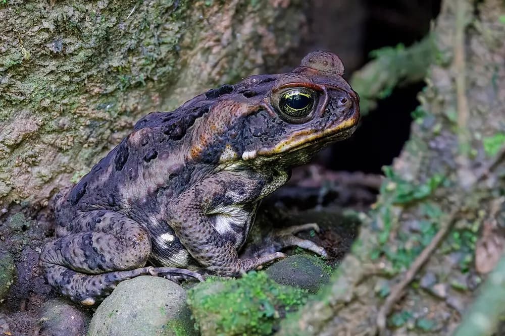 Cane Toad