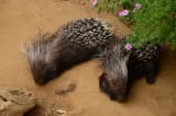 Cape Porcupine (Hystrix africaeaustralis)