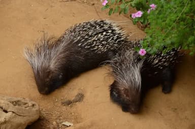 Cape Porcupine (Hystrix africaeaustralis)