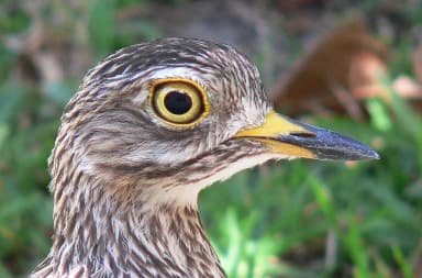Cape Thick-knee (Burhinus capensis)