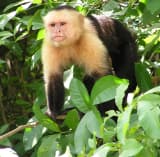 Capuchin Monkey (Cebinae)
