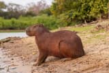 Capybara (Hydrochoerus hydrochaeris)