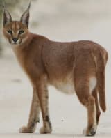 Caracal (Caracal caracal)