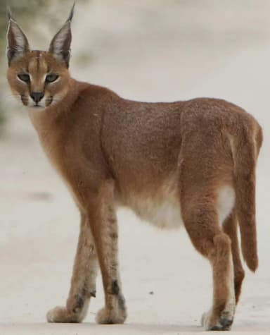 Caracal (Caracal caracal)