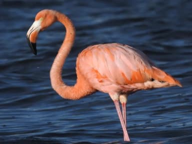 Caribbean Flamingo (Phoenicopterus ruber)