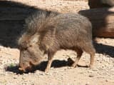 Chacoan Peccary (Catagonus wagneri)
