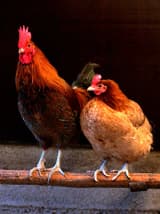 Chicken (Gallus gallus domesticus)