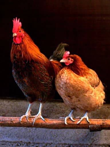 Chicken (Gallus gallus domesticus)