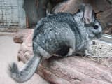 Chinchilla (Chinchilla lanigera)