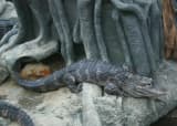 Chinese Alligator (Alligator sinensis)