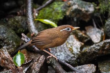 Chinese Hwamei (Garrulax canorus)