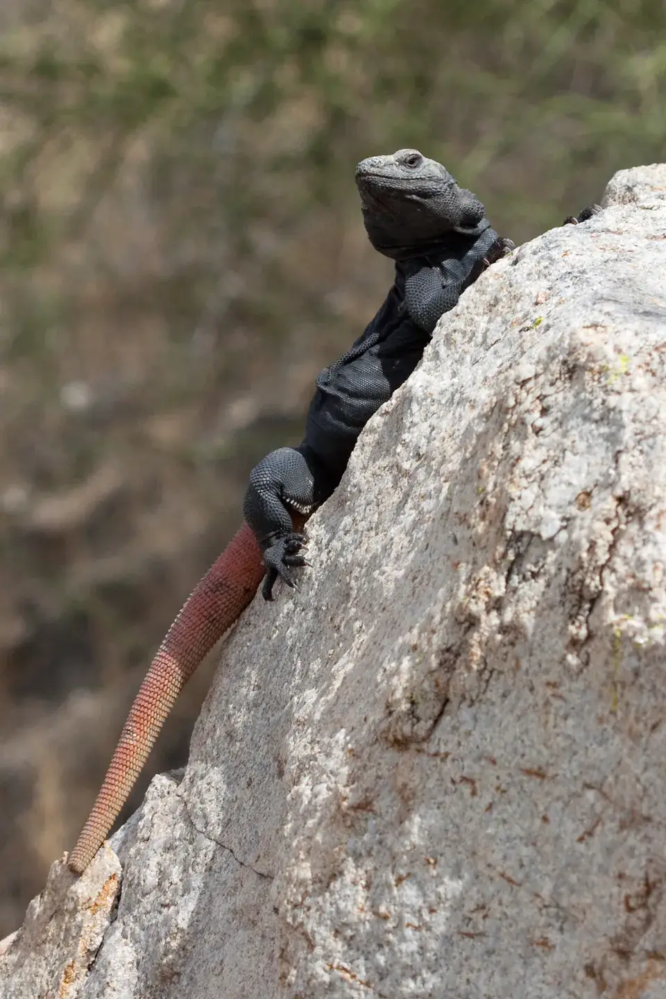 Chuckwalla