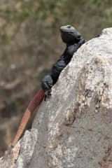 Chuckwalla (Sauromalus ater)