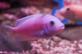 Cichlid (Cichlidae)