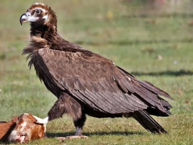 Cinereous Vulture (Aegypius monachus)
