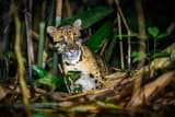 Clouded Leopard (Neofelis nebulosa)