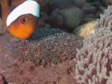 Clownfish (Amphiprion ocellaris)
