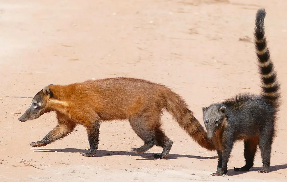 Coati