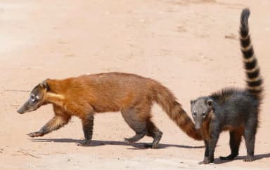 Coati (Nasua)