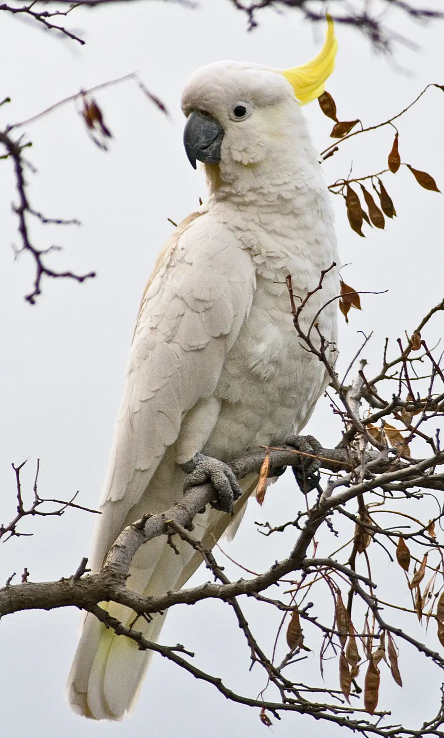 Cockatoo