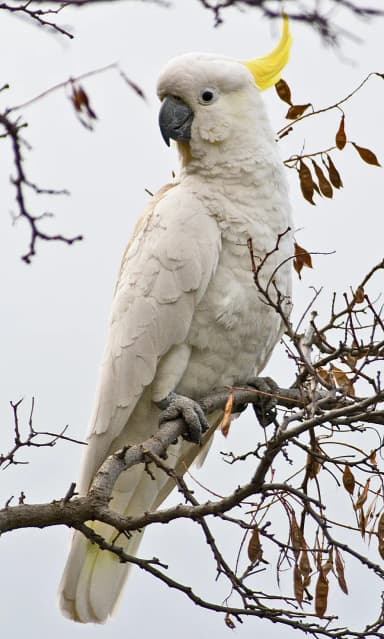 Cockatoo (Cacatuidae)
