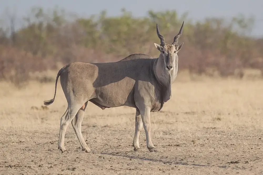 Common Eland