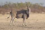 Common Eland (Taurotragus oryx)