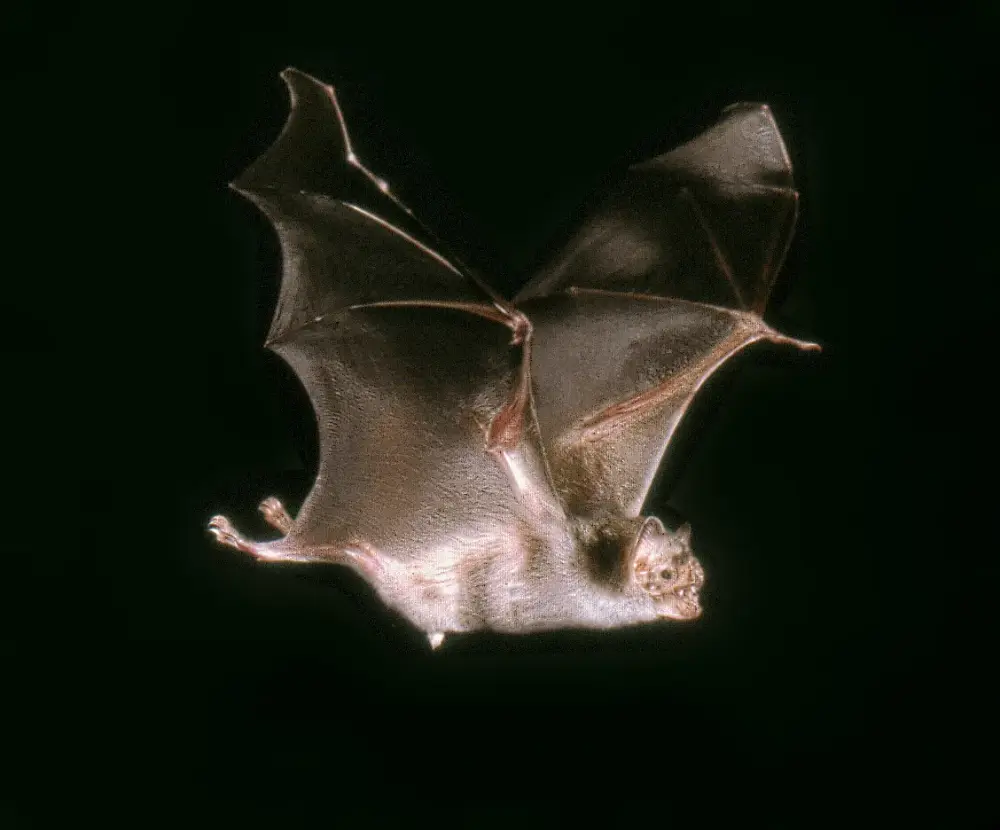Vampire Bat