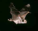 Vampire Bat (Desmodus rotundus)