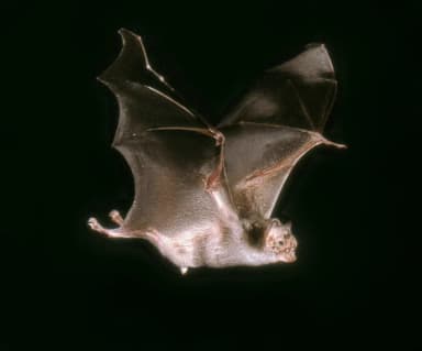 Vampire Bat (Desmodus rotundus)