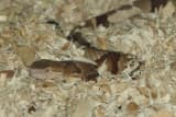 Copperhead (Agkistrodon contortrix)