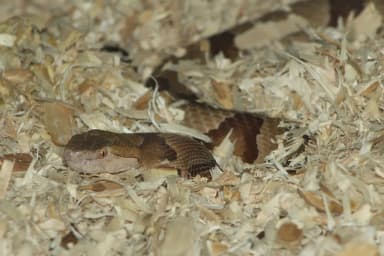 Copperhead (Agkistrodon contortrix)