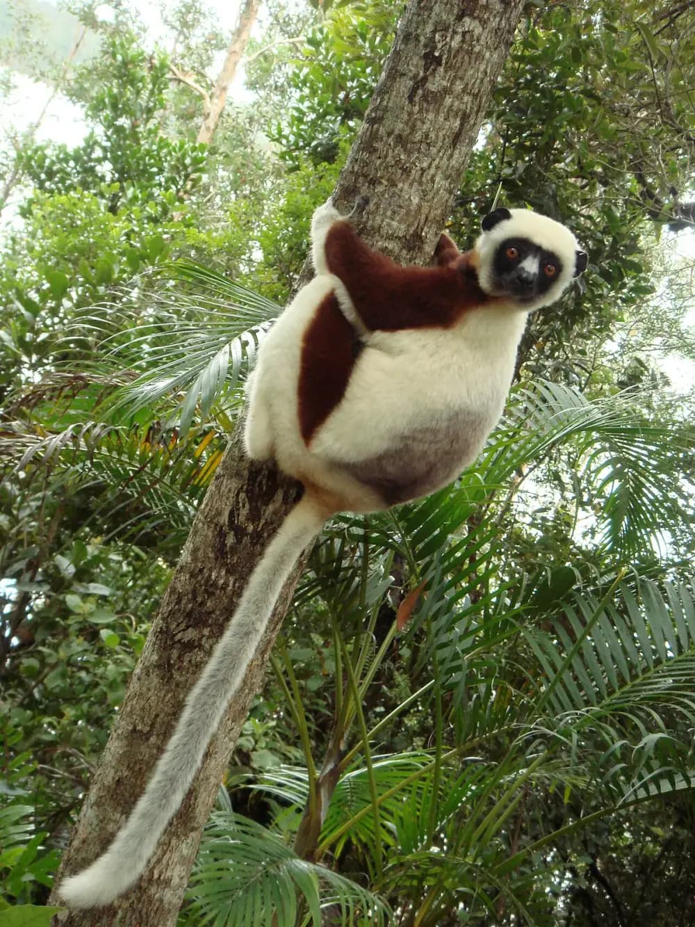 Coquerel's Sifaka