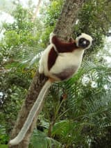 Coquerel's Sifaka (Propithecus coquereli)