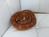 Corn Snake (Pantherophis guttatus)