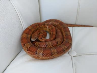 Corn Snake (Pantherophis guttatus)