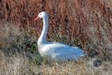 Coscoroba Swan (Coscoroba coscoroba)
