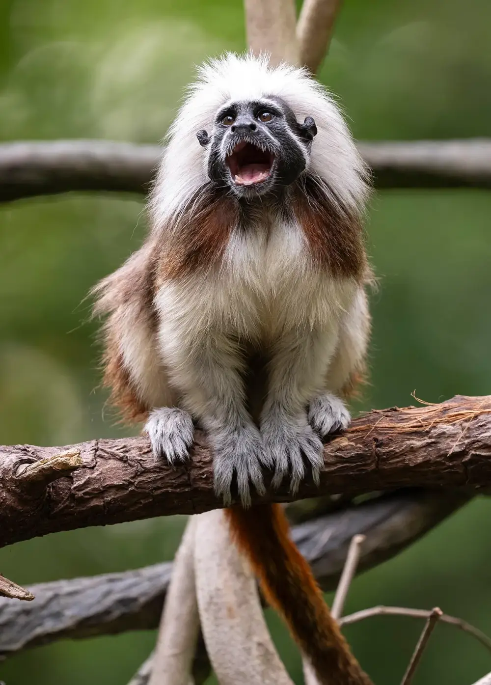 Cotton-top Tamarin (Saguinus oedipus)