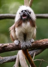 Cotton-top Tamarin (Saguinus oedipus)