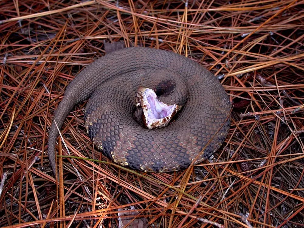 Cottonmouth