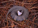 Cottonmouth (Agkistrodon piscivorus)