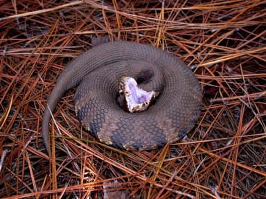 Cottonmouth (Agkistrodon piscivorus)