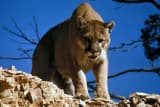 Cougar (Puma concolor)